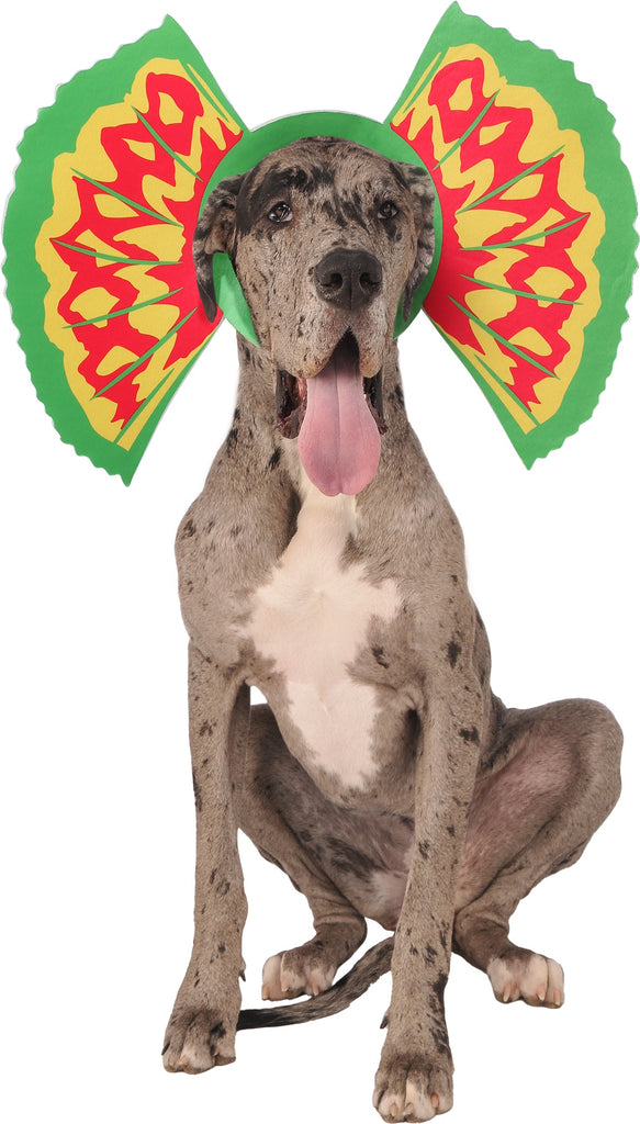 Great Dane in Pets Jurassic World Dinosaur Dilophosaurus Gills Collar Costume Accessory featuring a wide, circular neck collar designed to mimic the iconic Dilophosaurus frill, constructed from lightweight foam panels that fan outward on both sides of the pet’s head; styled with bold green outer edges and vibrant yellow and red interior patterns, creating a dramatic, eye‑catching display. The collar wraps securely around the neck area, framing the head and extending outward into two large, symmetrical frill