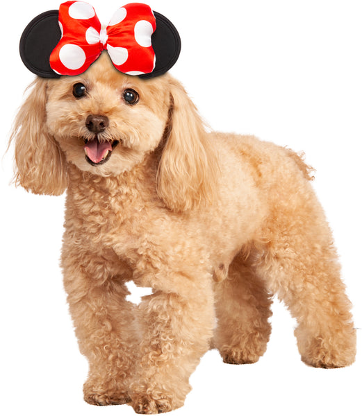 Toy Poodle modeling Pets Disney Minnie Mouse Ears Headband Costume Accessory featuring a classic black headband topped with two round black mouse ears, centered by Minnie Mouse’s signature red bow with white polka dots