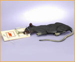 Rat in Trap Halloween Decorations/Props - Rubies Costumes & Accessories - HalloweenCostumes4U.com - Decorations