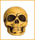Small Skull Prop - Rubies Costumes & Accessories - HalloweenCostumes4U.com - Decorations